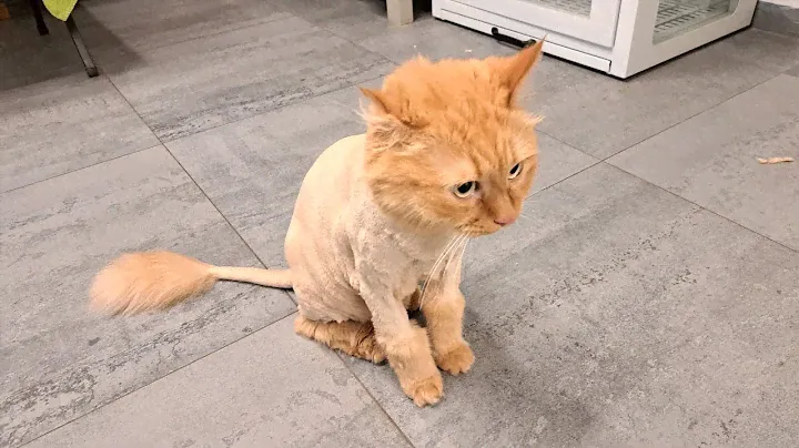 Рыжего кота Кузю подстригли под льва.18.07.2024г.🐱