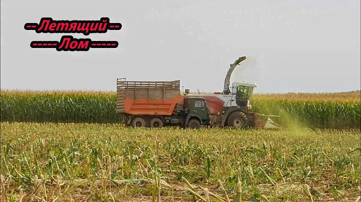 Уборка кукурузы 2020! Ростсельмаш RSM 1401!